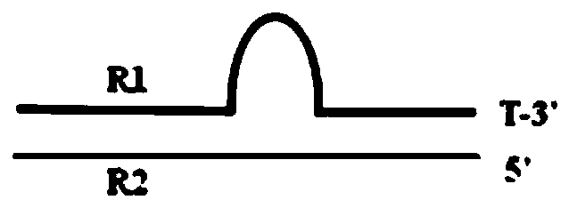 Sequencing library linker with increased stability