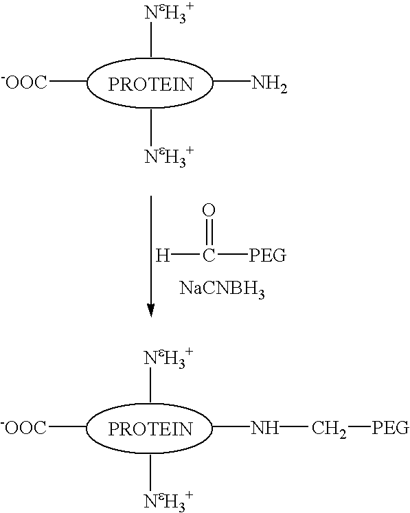 N-terminally chemically modified protein compositions and methods