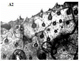 Microbial source bactericide for controlling cucumber powdery mildew