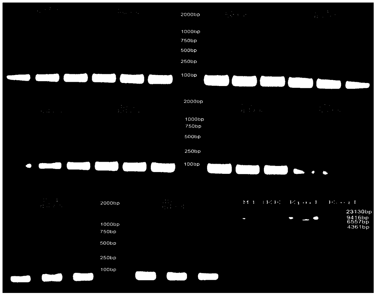 An optimized and highly potent anti-inflammatory peptide targeting md-2