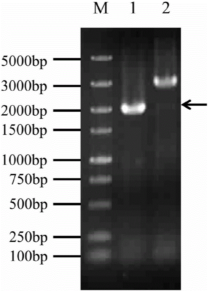 Method for improving ethanol tolerance of synechocystis PCC6803 and application