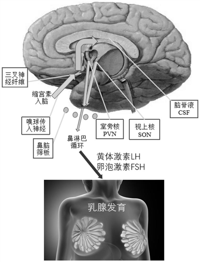 Purpose of oxytocin or derivative thereof in preparation of preparation used for treating or eliminating flat chest, and composition