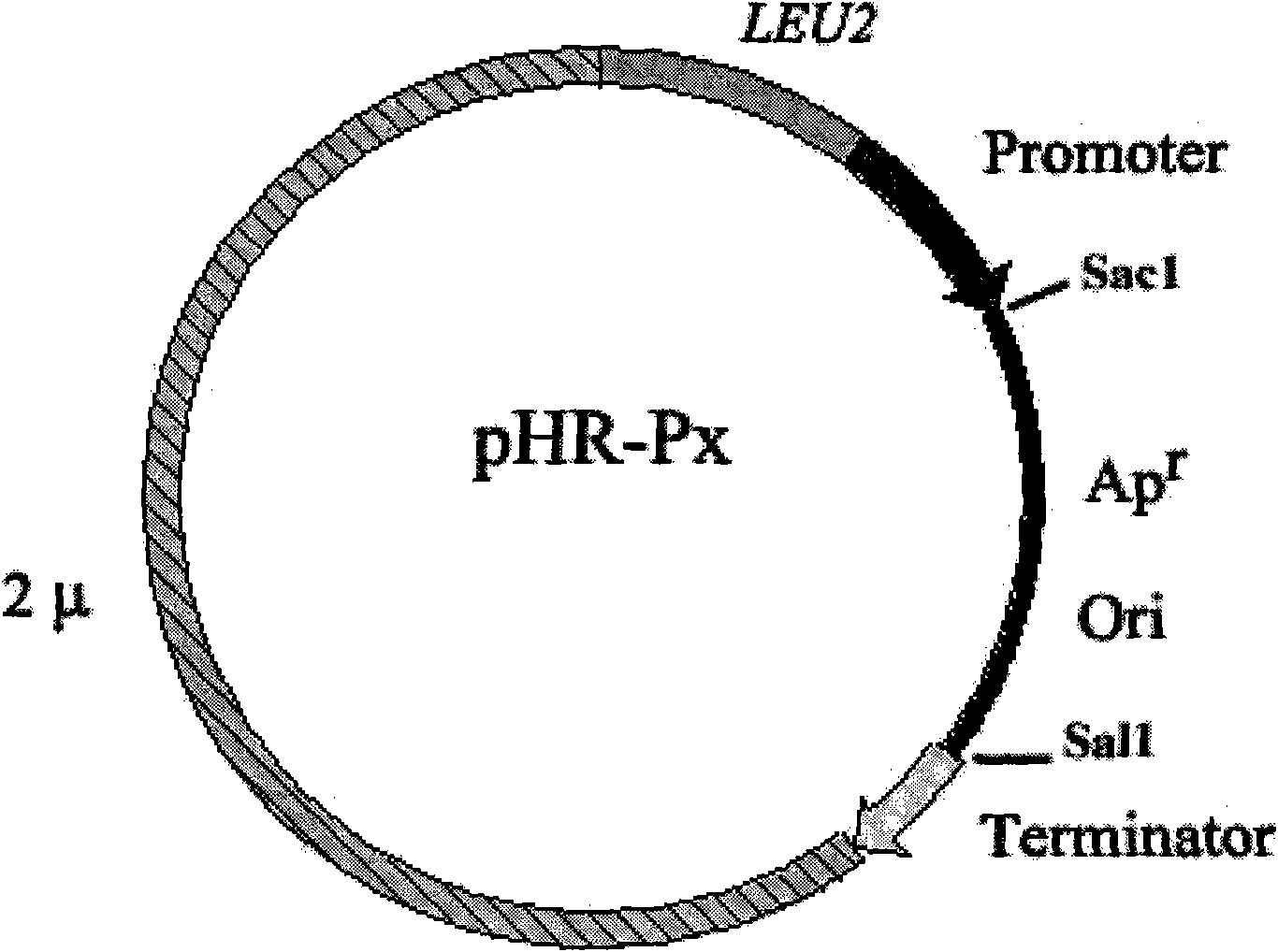 Method for preparing food grade Saccharomyces cerevisiae recombinant plasmid