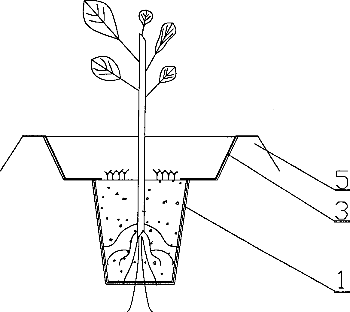 Planting method and irrigation apparatus for drought and hot climate zone