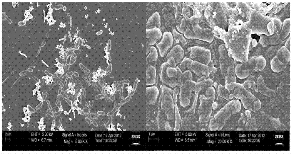 Preparation method of ultrafiltration membrane with enhanced antibacterial property by using modified carbon nanotubes