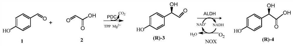 A method for synthesizing p-hydroxymandelic acid