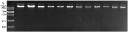 Detection kit for chicken CEL gene promoter 99bp indel polymorphic marker and application of detection kit