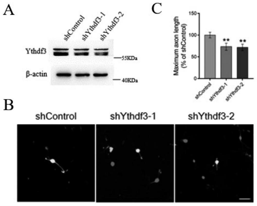 Application of RNA binding protein Ythdf3, target spot for treating nerve axon injury and medicine