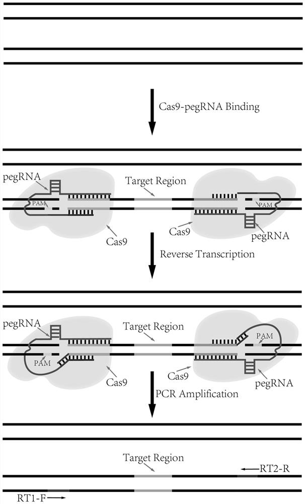 Targeted DNA capture method mediated by CRISPR/Cas9 system