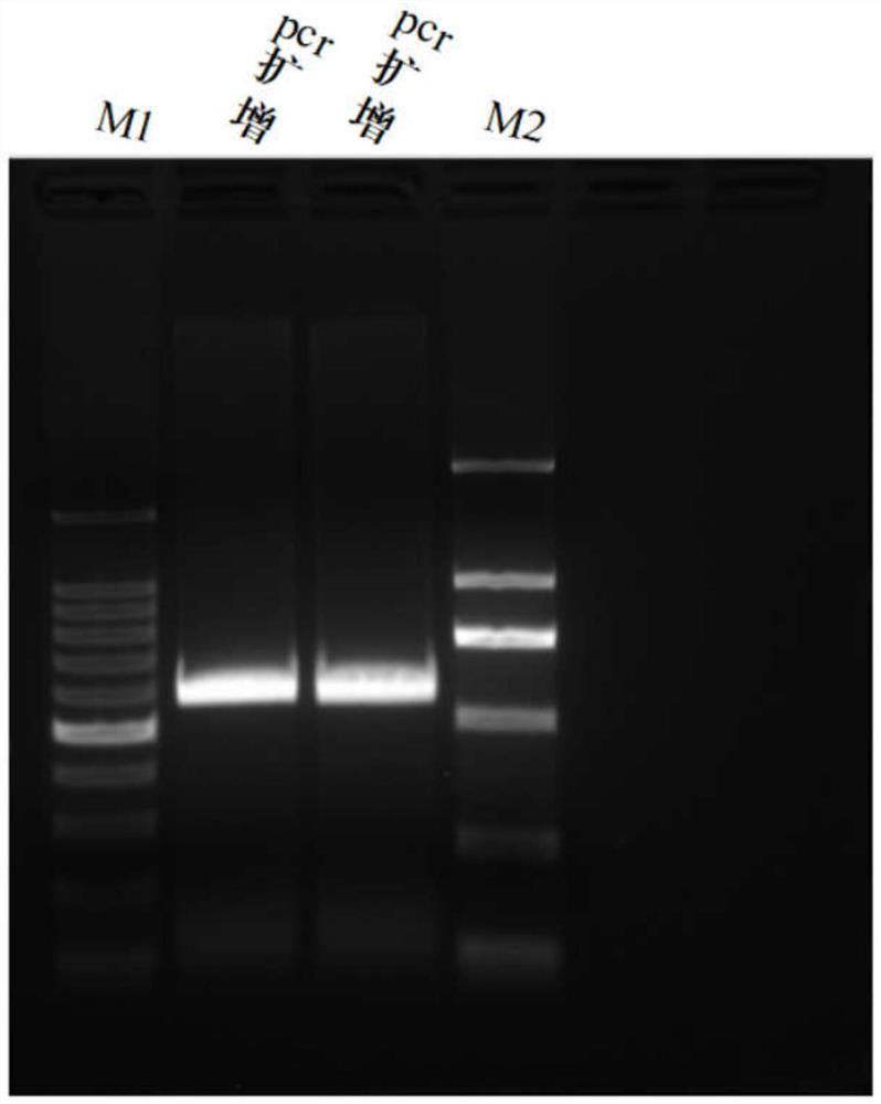 Targeted DNA capture method mediated by CRISPR/Cas9 system