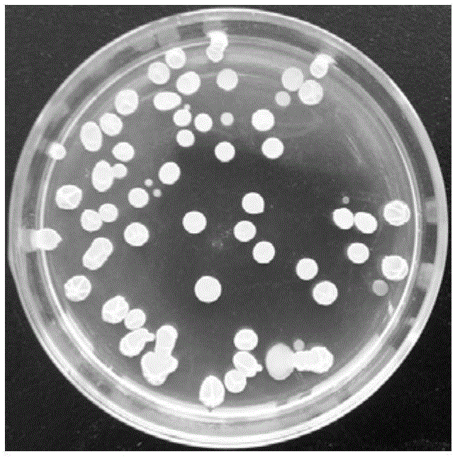 Bacillus amyloliquefaciens and microbial inoculum and application thereof