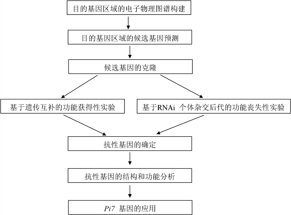 Rice blast resistance gene Pi7 and application thereof