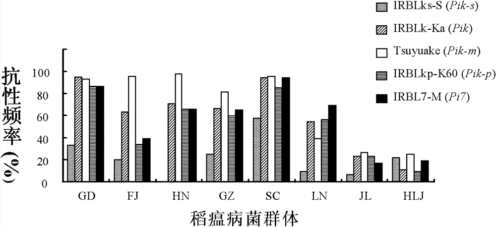 Rice blast resistance gene Pi7 and application thereof