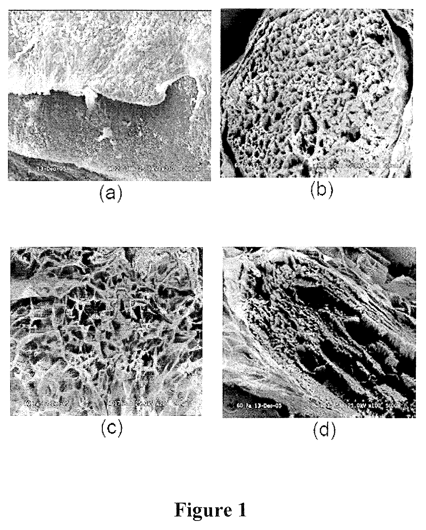 Structurally modified acellular tissue engineering scaffolds and methods of production