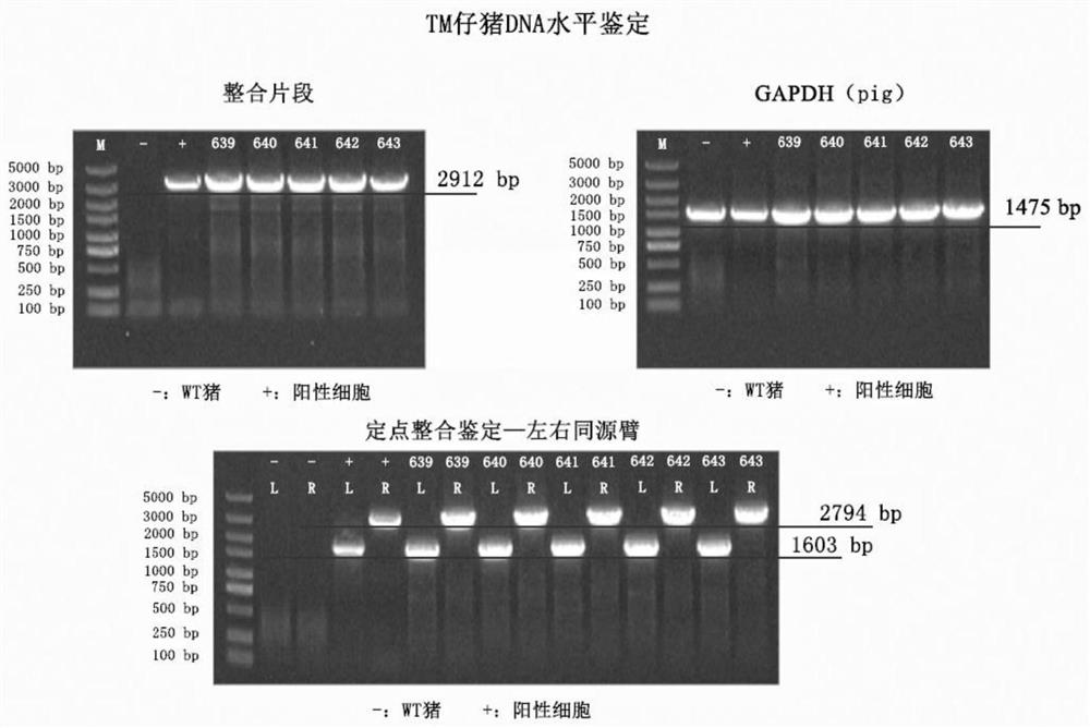 Plasmid vector and application thereof in site-specific integration of exogenous genes at targeted pig COL1A1 locus