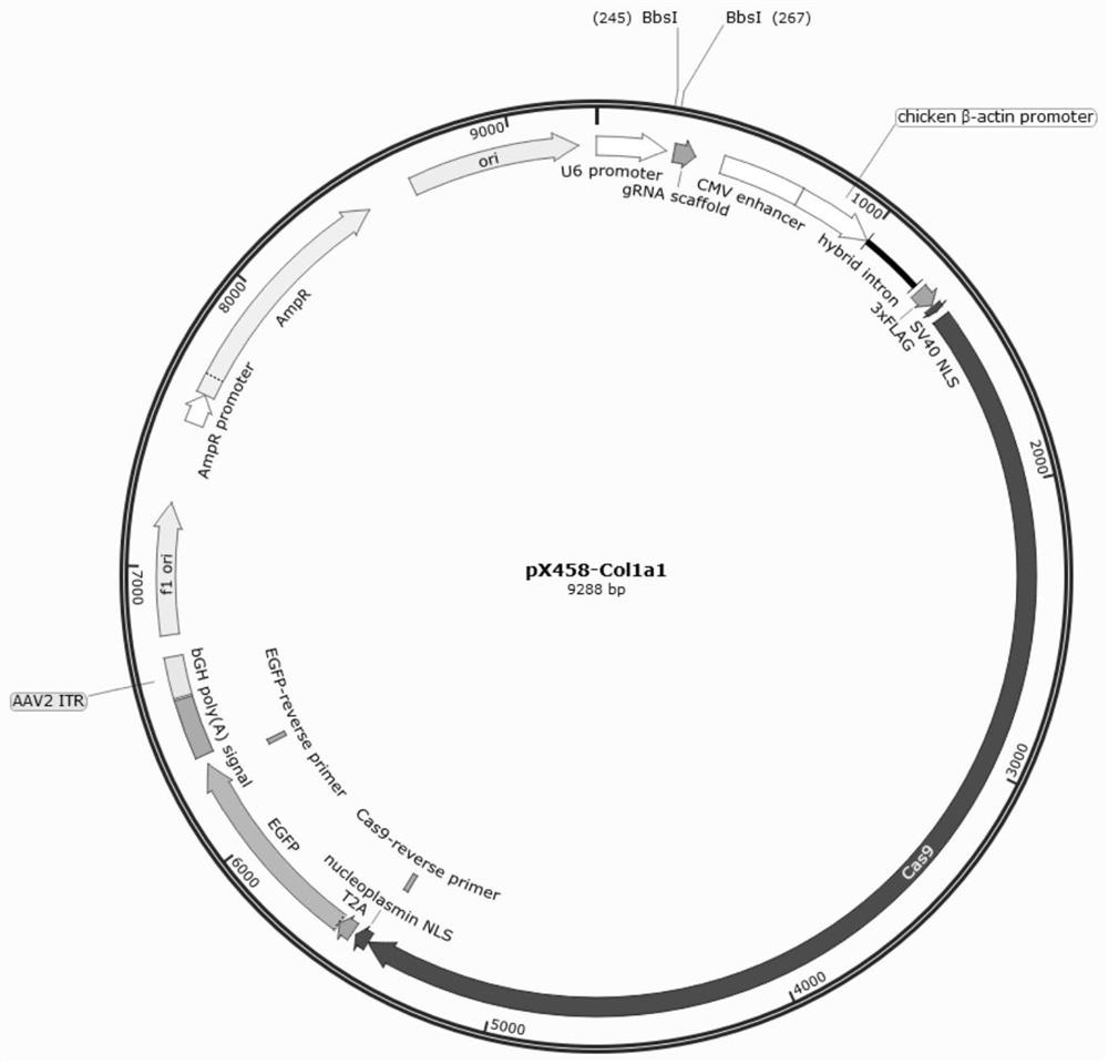 Plasmid vector and application thereof in site-specific integration of exogenous genes at targeted pig COL1A1 locus