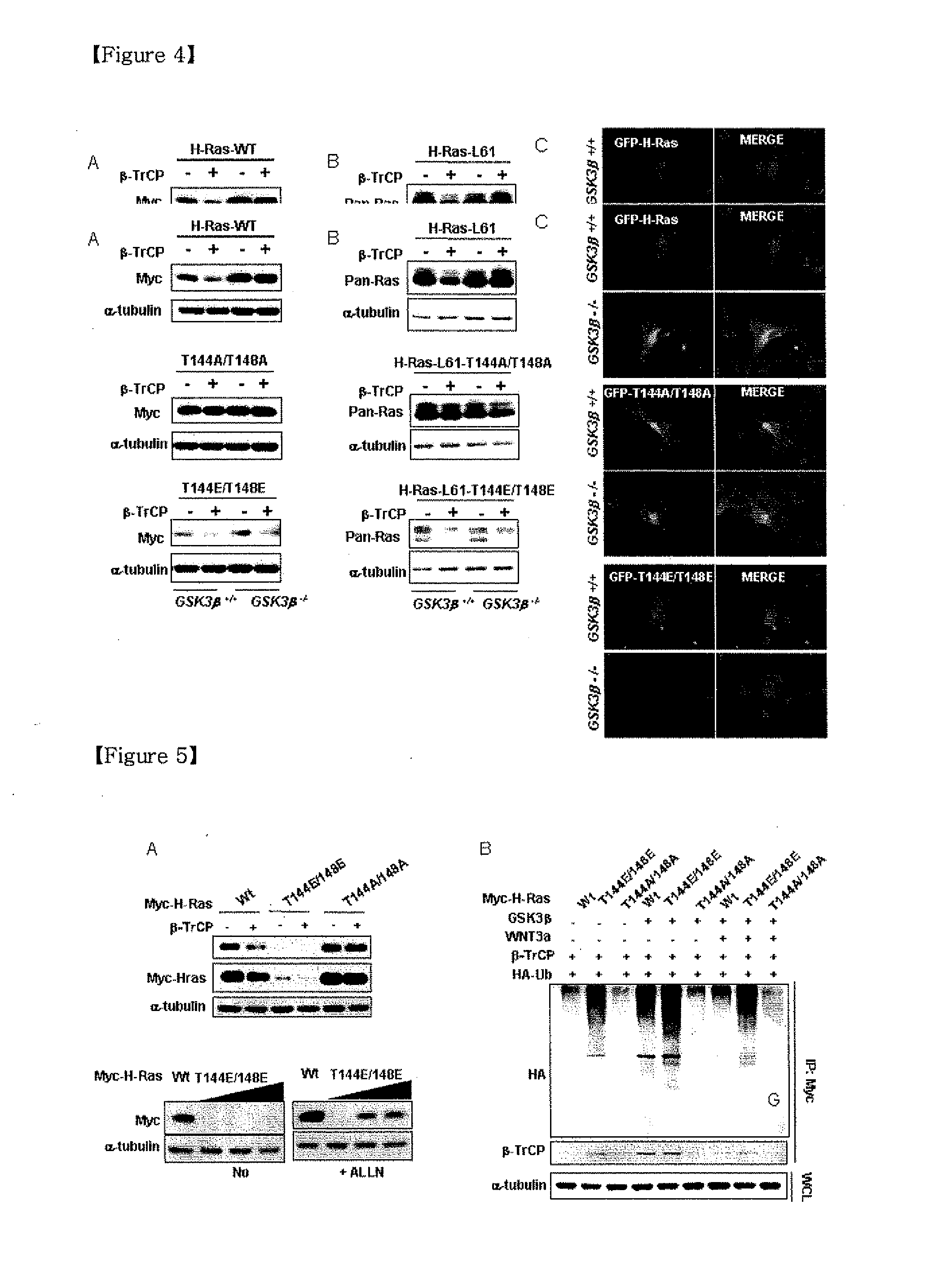 Methods for Cancer Diagnosis, Anti-Cancer Drug Screening, and Test of Drug Effectiveness on the Basis of Phoshorylation of Ras at Thr-144 and Thr-148