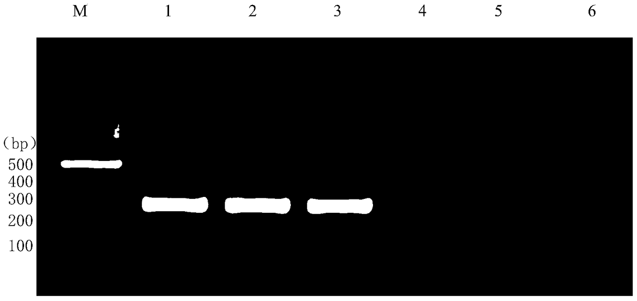 A detection primer for Culex mosquito Wolbachia and its detection method and detection kit