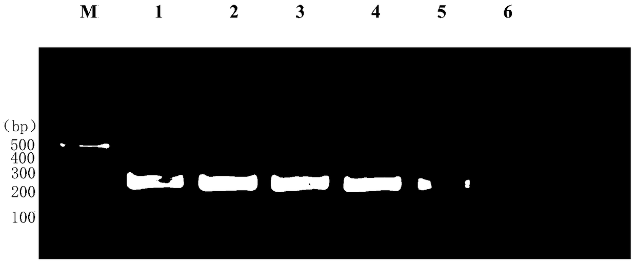 A detection primer for Culex mosquito Wolbachia and its detection method and detection kit