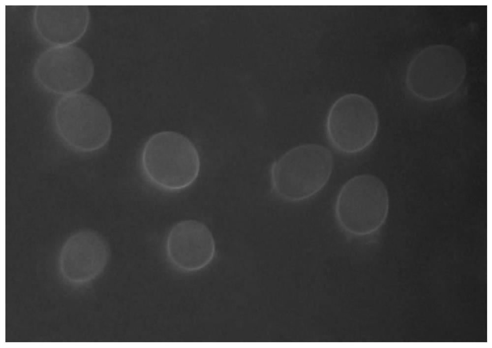 A kind of staining method of Eimeria tenella protoplasts