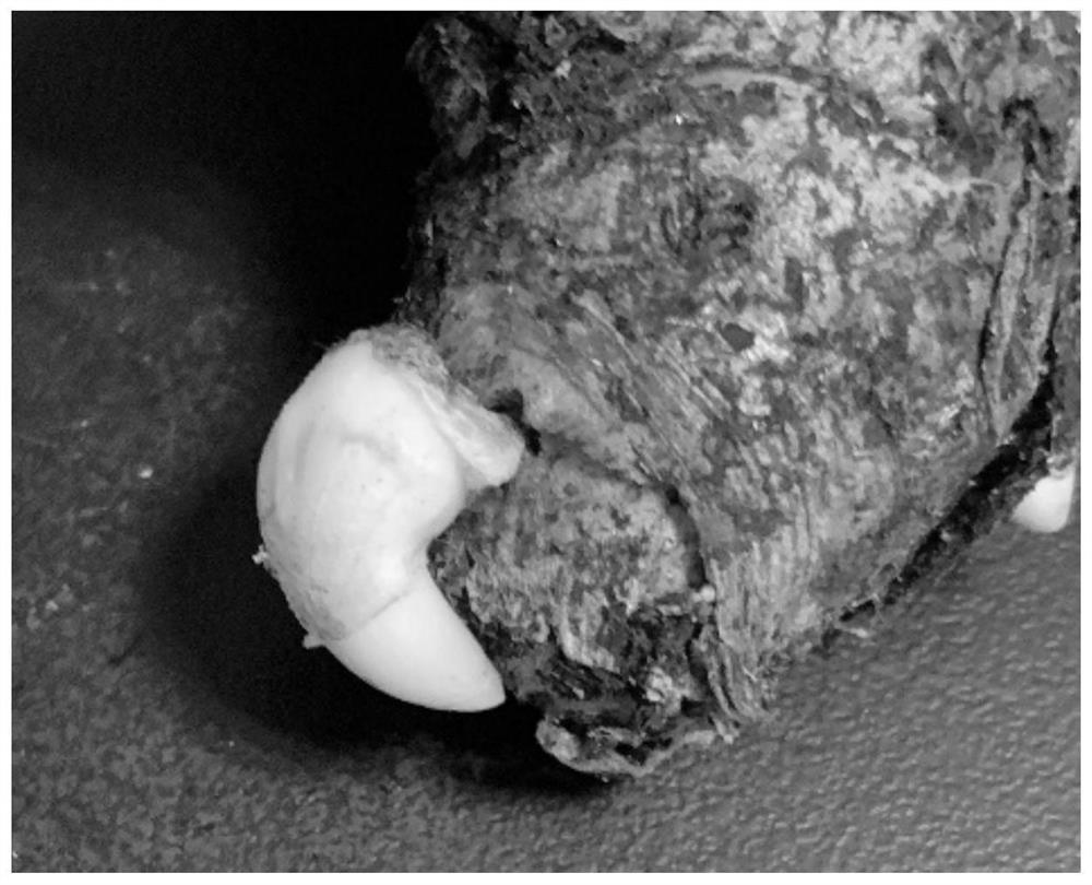 A method for embryogenic callus induction and plant regeneration