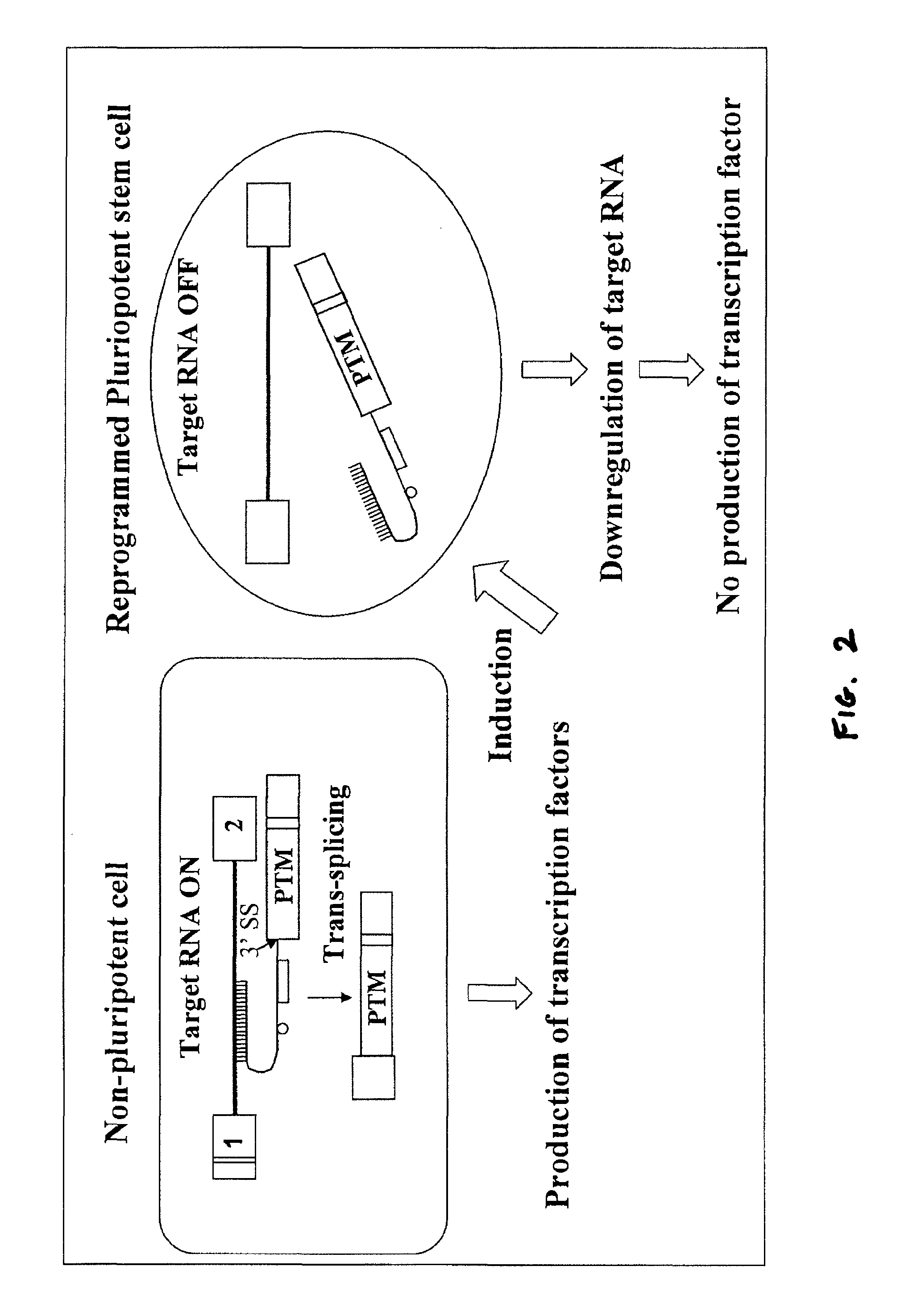 Compositions and methods for generation of pluripotent stem cells