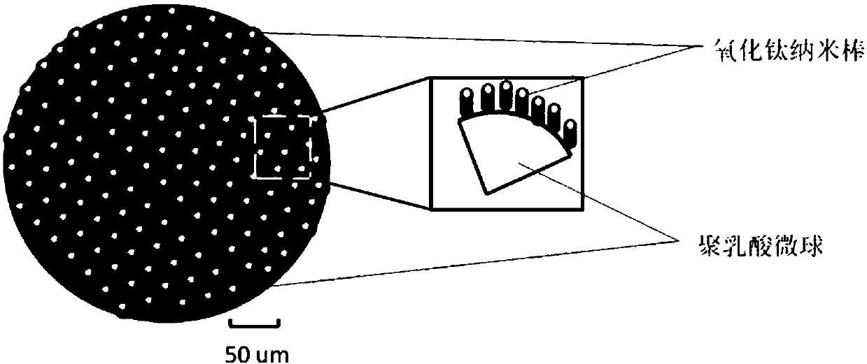 Polylactic acid-titanium oxide micro-nano multi-stage structure composite microsphere material and application thereof