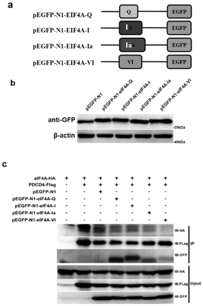 Fusion polypeptide and its application in the preparation of antidepressant and neurodegenerative disease drugs