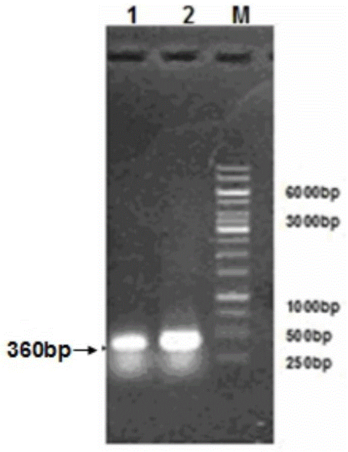 Phospholipase A2 mutant and preparation method thereof