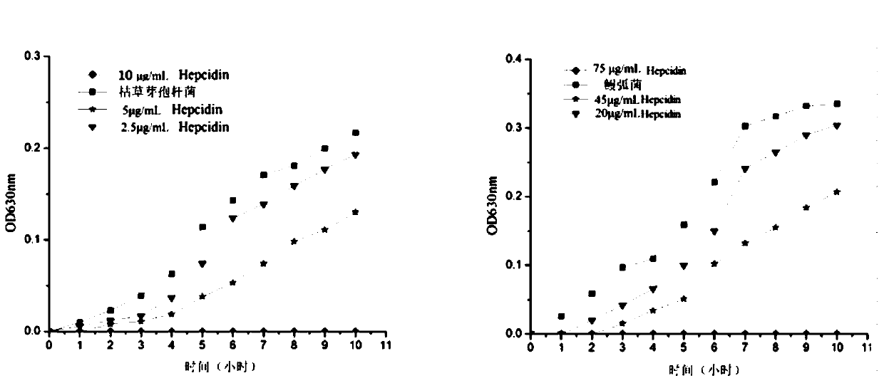 A kind of Songjiang perch tf-hepcidin gene, Songjiang perch tf-hepcidin mature peptide protein and its application