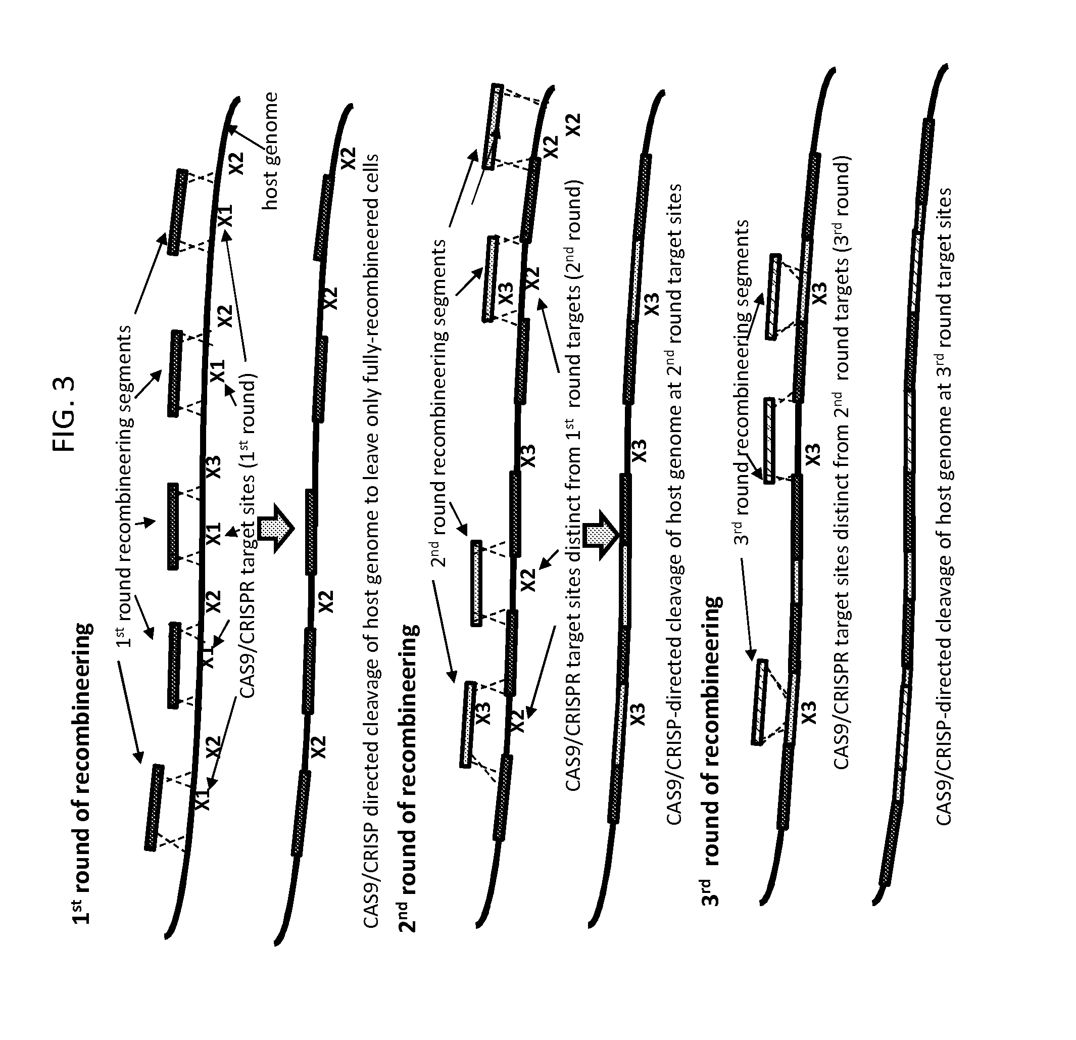 Methods of in vivo engineering of large sequences using multiple crispr/cas selections of recombineering events