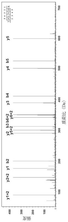 Umami peptide, composition containing umami peptide and application of umami peptide