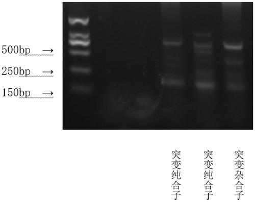 Blattella germanica sodium-ion channel resistance mutant gene and protein, and amplification primer, identification primer and identification method