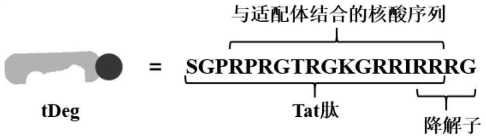 Genetic coding sensor for endogenous RNA (Ribonucleic Acid) imaging as well as preparation method and application of genetic coding sensor