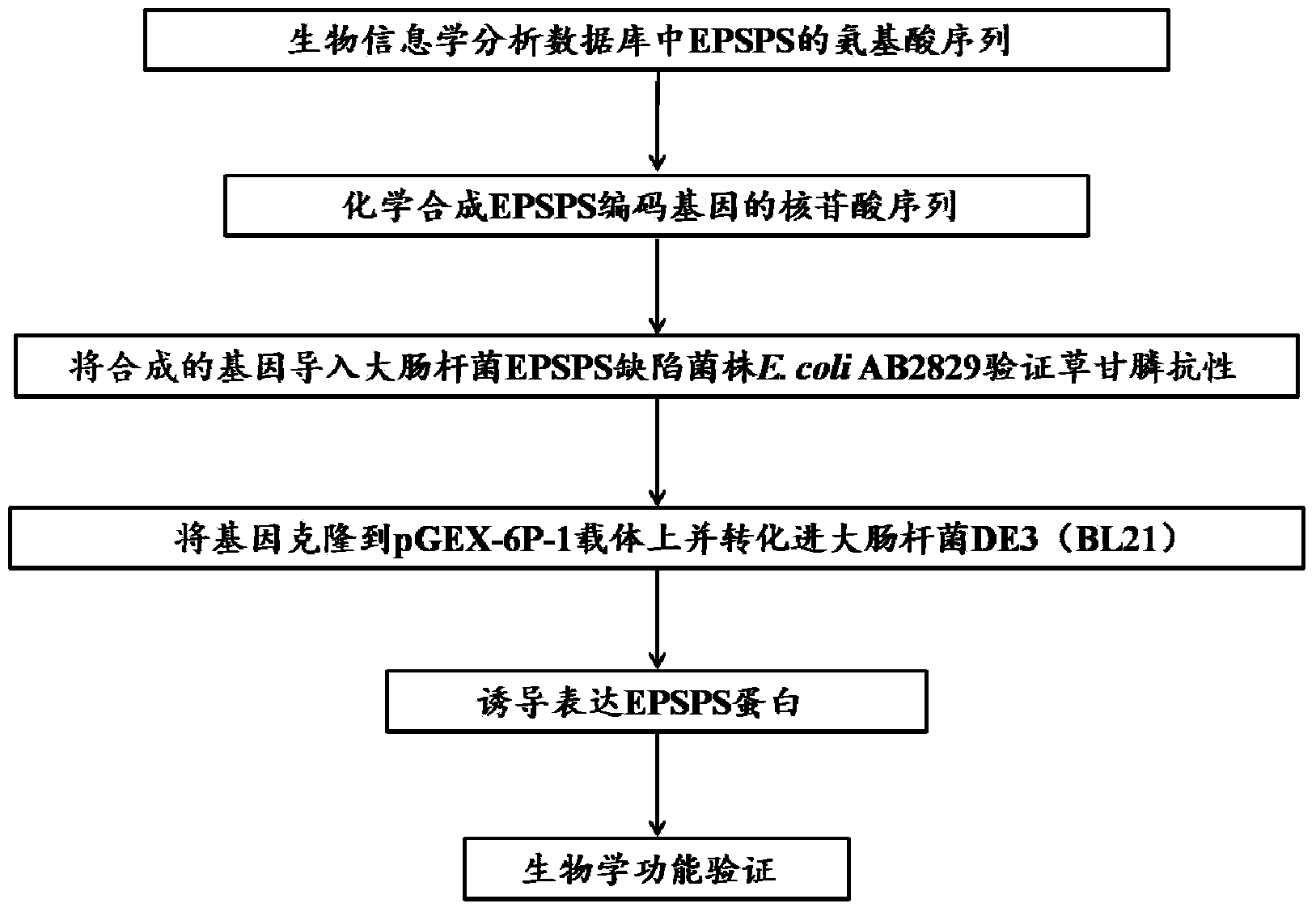 Separated 5-enolpyruvyl shikimate-3-phosphate synthase gene