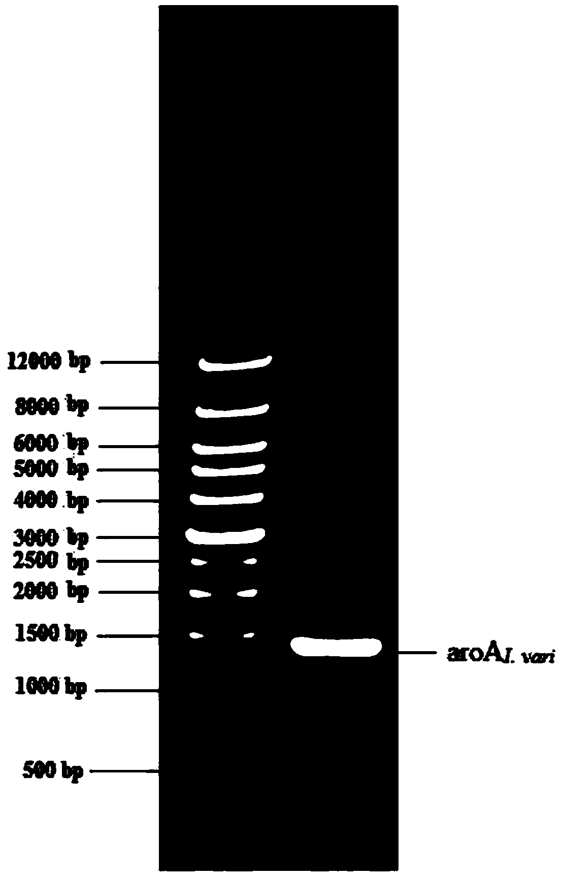 Separated 5-enolpyruvyl shikimate-3-phosphate synthase gene