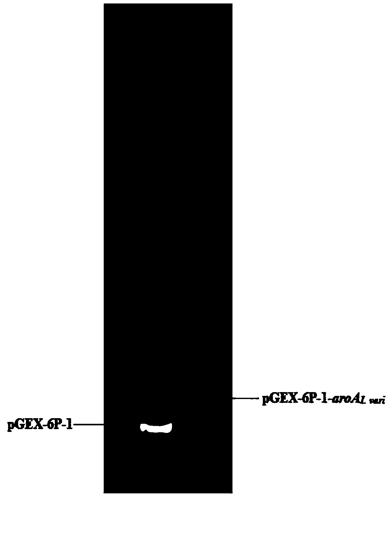 Separated 5-enolpyruvyl shikimate-3-phosphate synthase gene