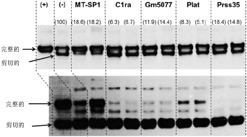 Novel vertebrate cells and methods for recombinantly expressing a polypeptide of interest