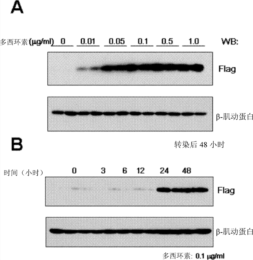 Compositions comprising MG29 nucleic acids, polypeptides and associated methods of use