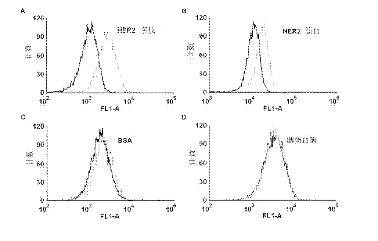 HER2 (Human Epidermal Growth Factor Receptor 2) protein nucleotide aptamer, complex composition and applications thereof