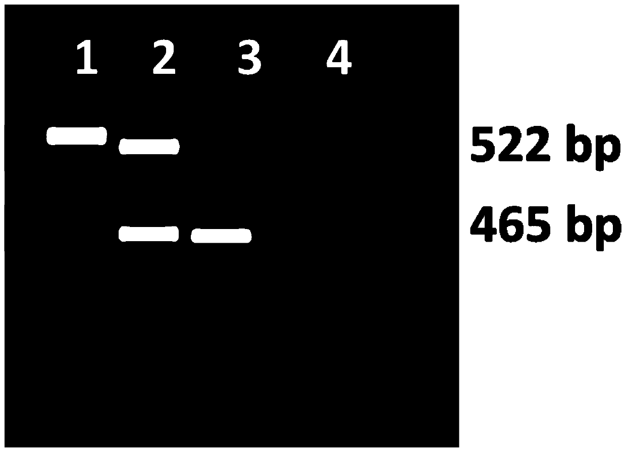 Co-dominant marker primer capable of distinguishing homozygous genotype and heterozygous genotype of tobacco locus RTSW with resistance to spotted wilt, distinguishing method and application of co-dominant marker primer capable of distinguishing homozygous genotype and heterozygous genotype of tobacco locus RTSW with resistance to spotted wilt