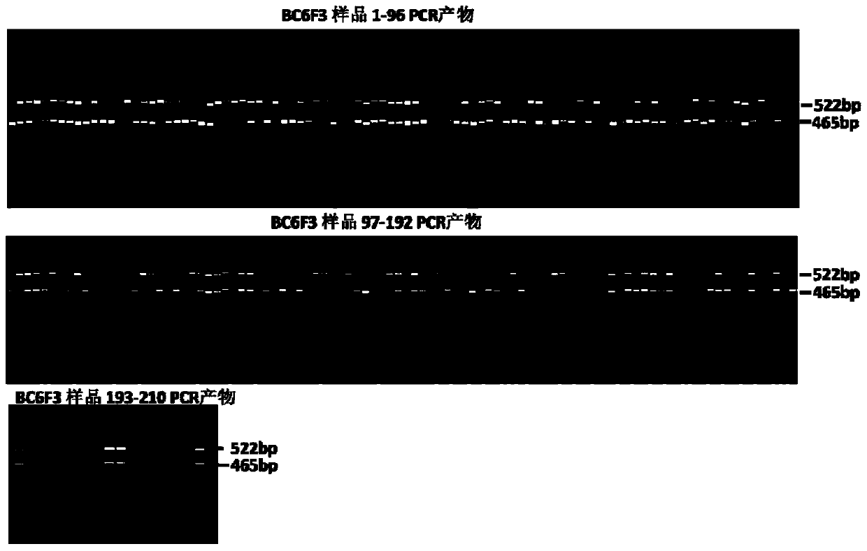 Co-dominant marker primer capable of distinguishing homozygous genotype and heterozygous genotype of tobacco locus RTSW with resistance to spotted wilt, distinguishing method and application of co-dominant marker primer capable of distinguishing homozygous genotype and heterozygous genotype of tobacco locus RTSW with resistance to spotted wilt