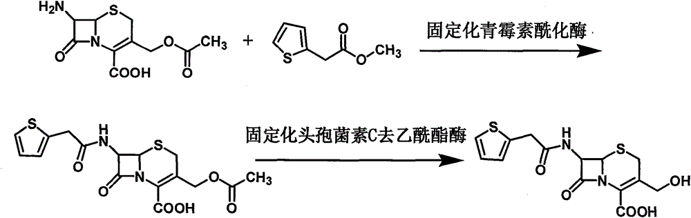 Synthesis technology of cefoxitin acid