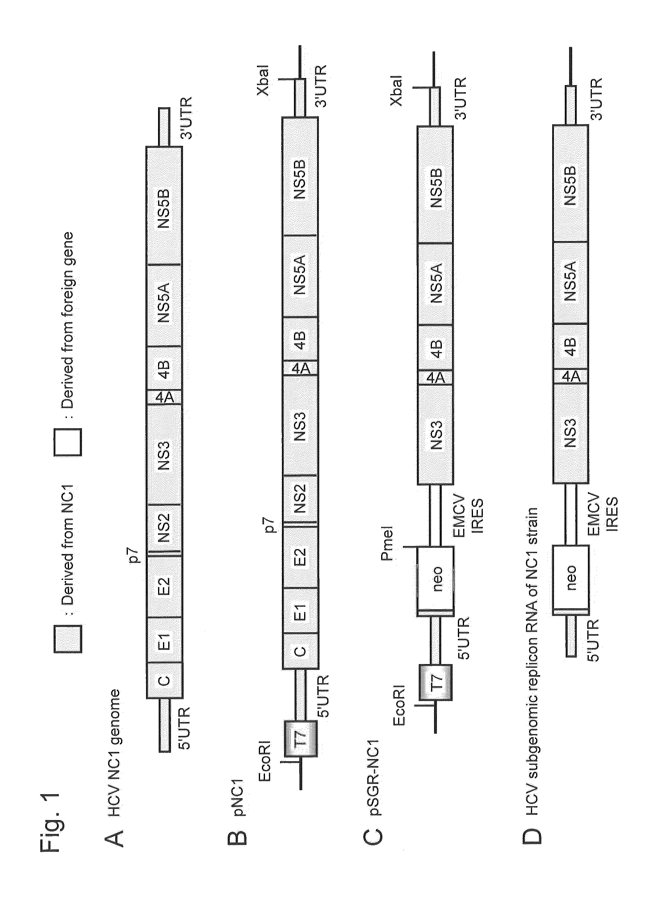 Nucleic acid construct comprising nucleic acid derived from genome of hepatitis c virus of genotype 1b, hepatitis c virus genome-replicating cells transfected with the same, and method for producing infectious hepatitis c virus particles