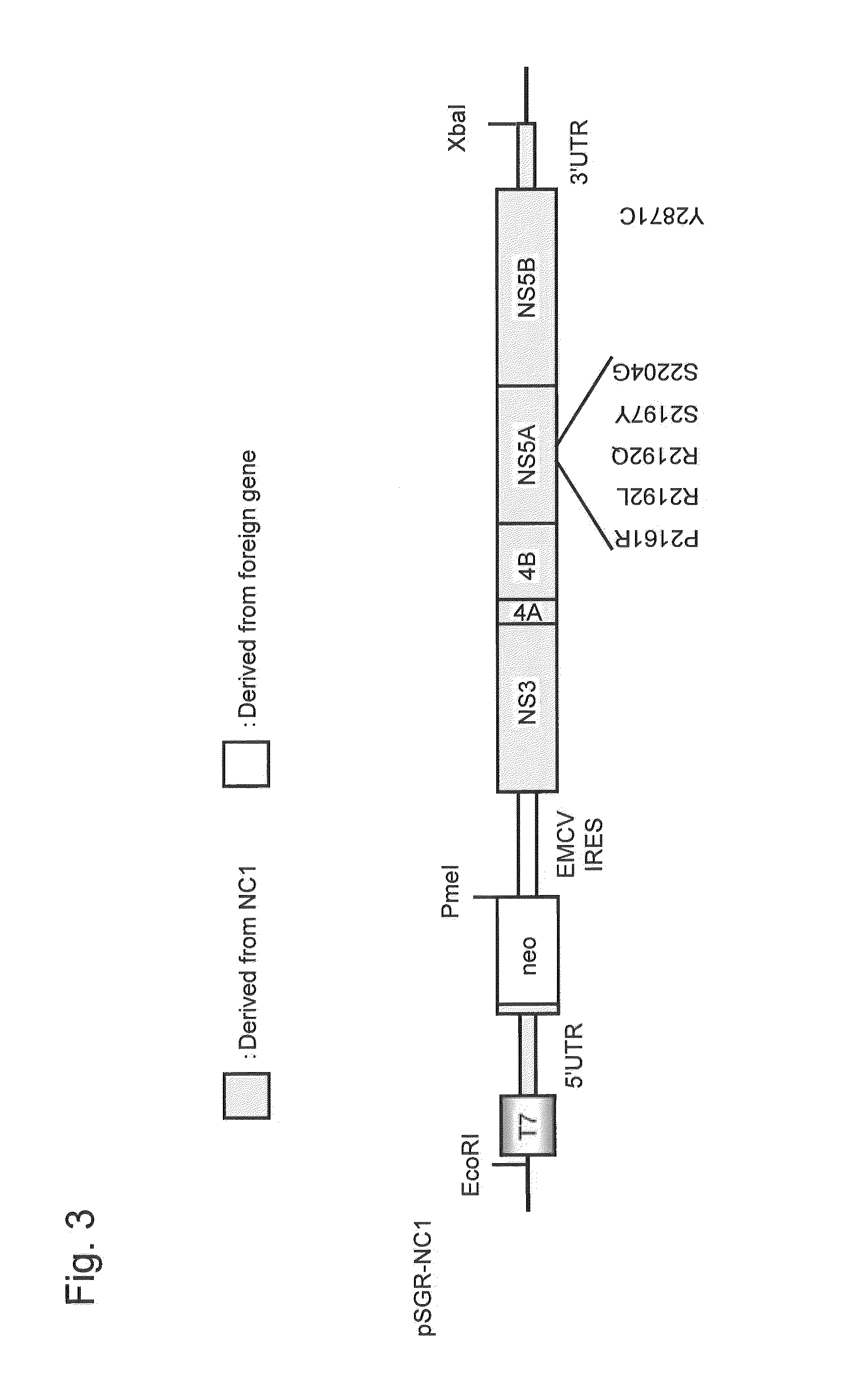 Nucleic acid construct comprising nucleic acid derived from genome of hepatitis c virus of genotype 1b, hepatitis c virus genome-replicating cells transfected with the same, and method for producing infectious hepatitis c virus particles