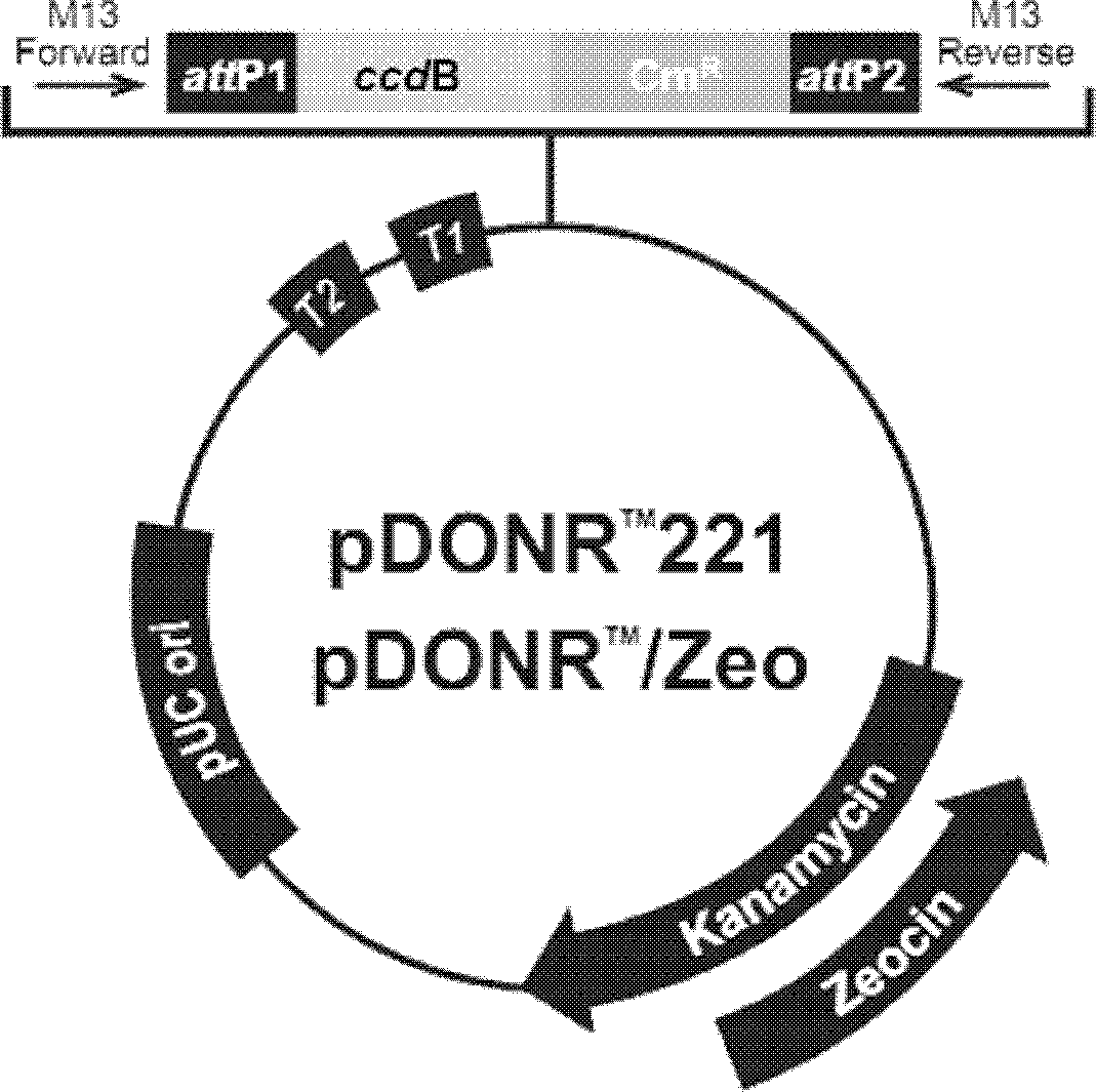 NAC transcription factor gene GmST2 of soybean holy bean No.9 and application of NAC transcription factor gene GmST2