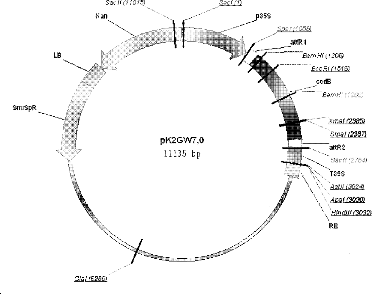 NAC transcription factor gene GmST2 of soybean holy bean No.9 and application of NAC transcription factor gene GmST2