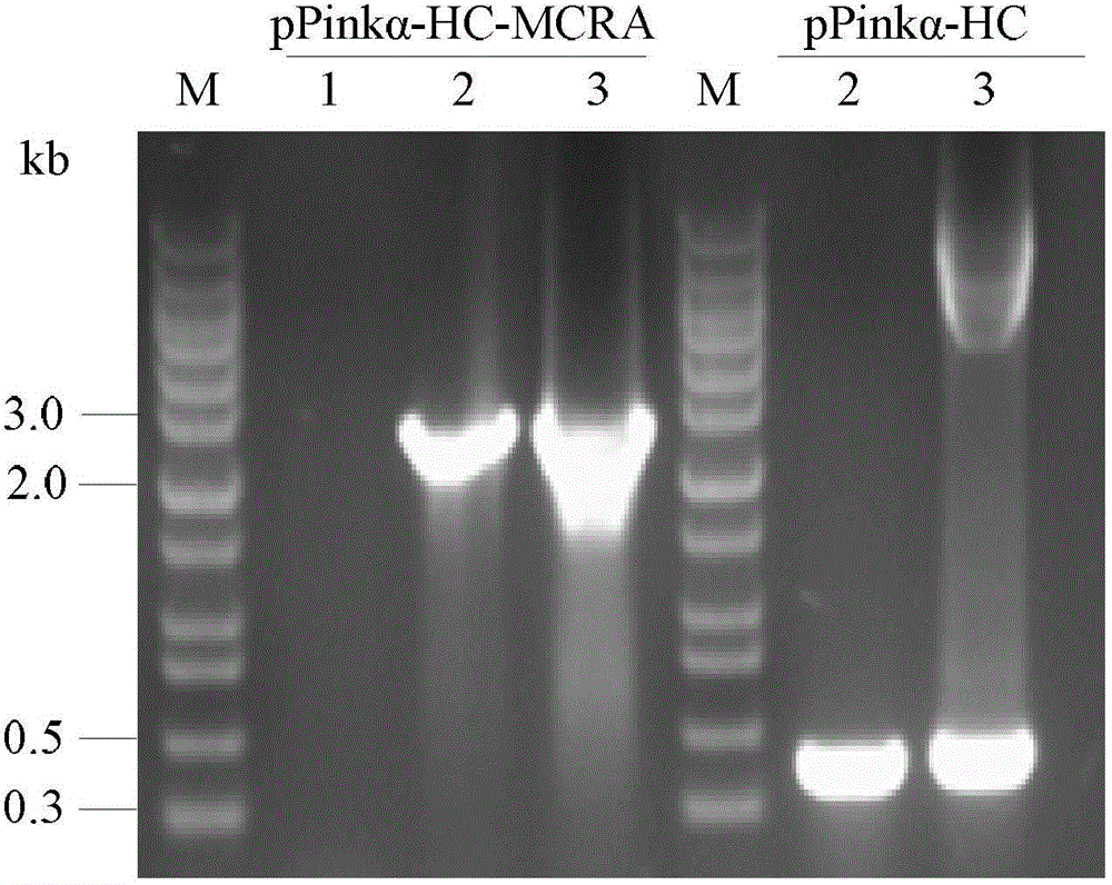 Method for heterologously expressing active membrane proteins by using Pichia pastoris expression system
