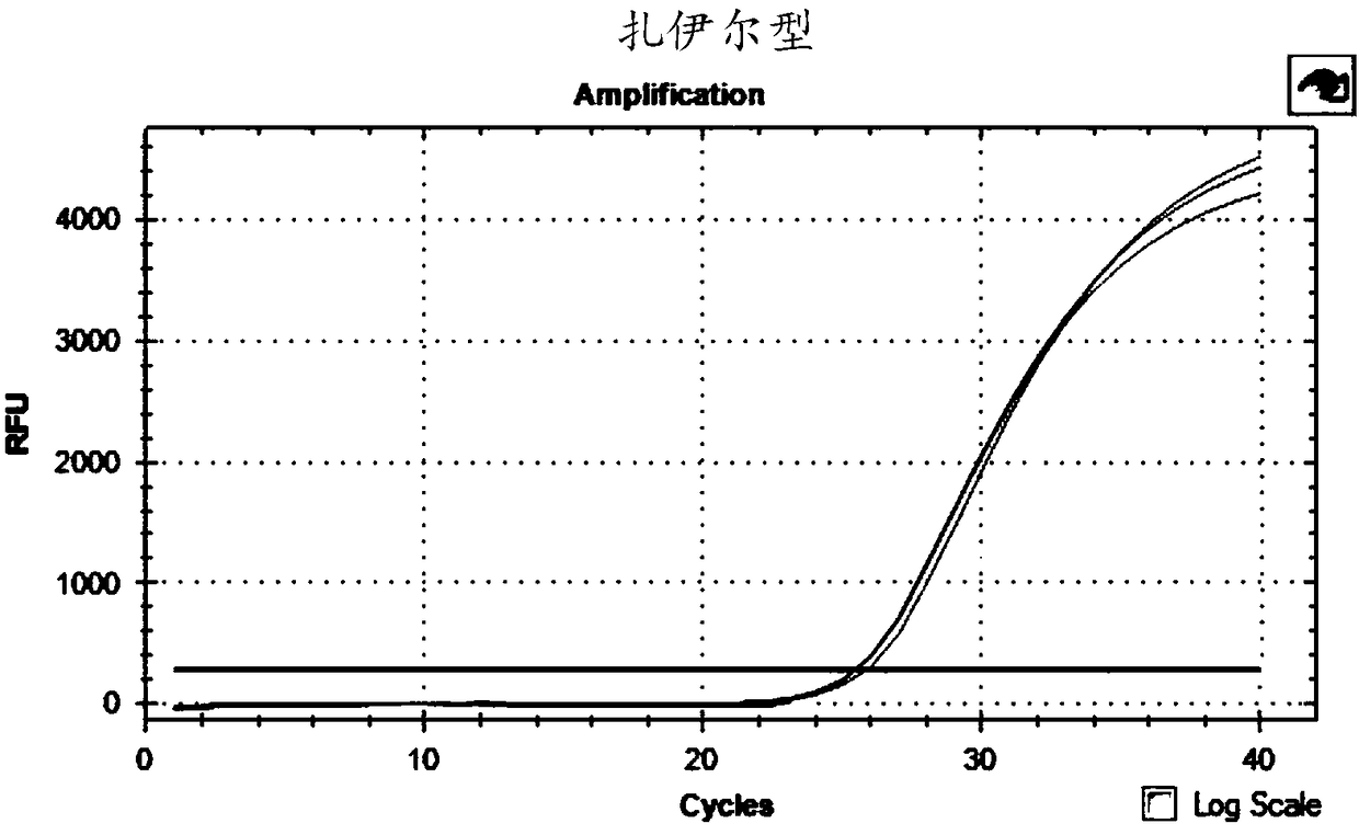 Ebola virus typing detection primer, probe and kit