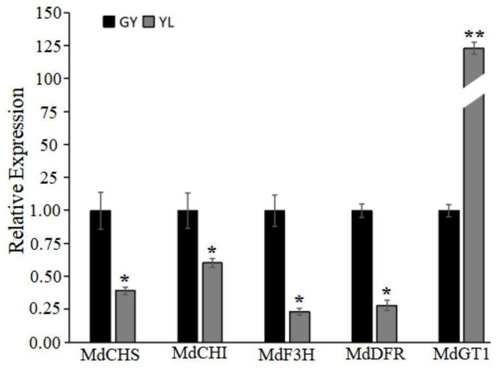 An apple flavonoid glycosyltransferase gene mdgt1 and its application